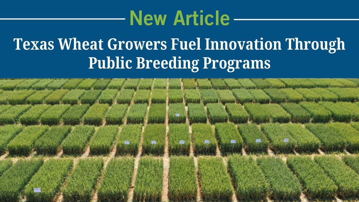 Texas farmers have consistently supported the Texas A&amp;M AgriLife Wheat Breeding Program through checkoff dollars. This commitment has not only fueled variety development, but also additional projects that contribute to farm productivity. buff.ly/Zp2d1sI