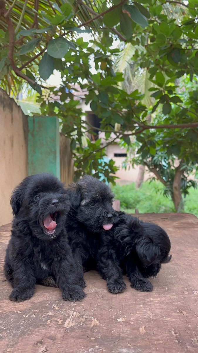 ceb_kennel's tweet photo. *Last Black Male Poodle Available*
*First Vaccination ✅*
*Price : Gh1300*🐶😍

Call/WhatsApp: 0207459222

Accra to kumasi #Drill #Rosey Dzata Democracy Yaa Jackson Quitachie https://t.co/ZIqflxOnwg