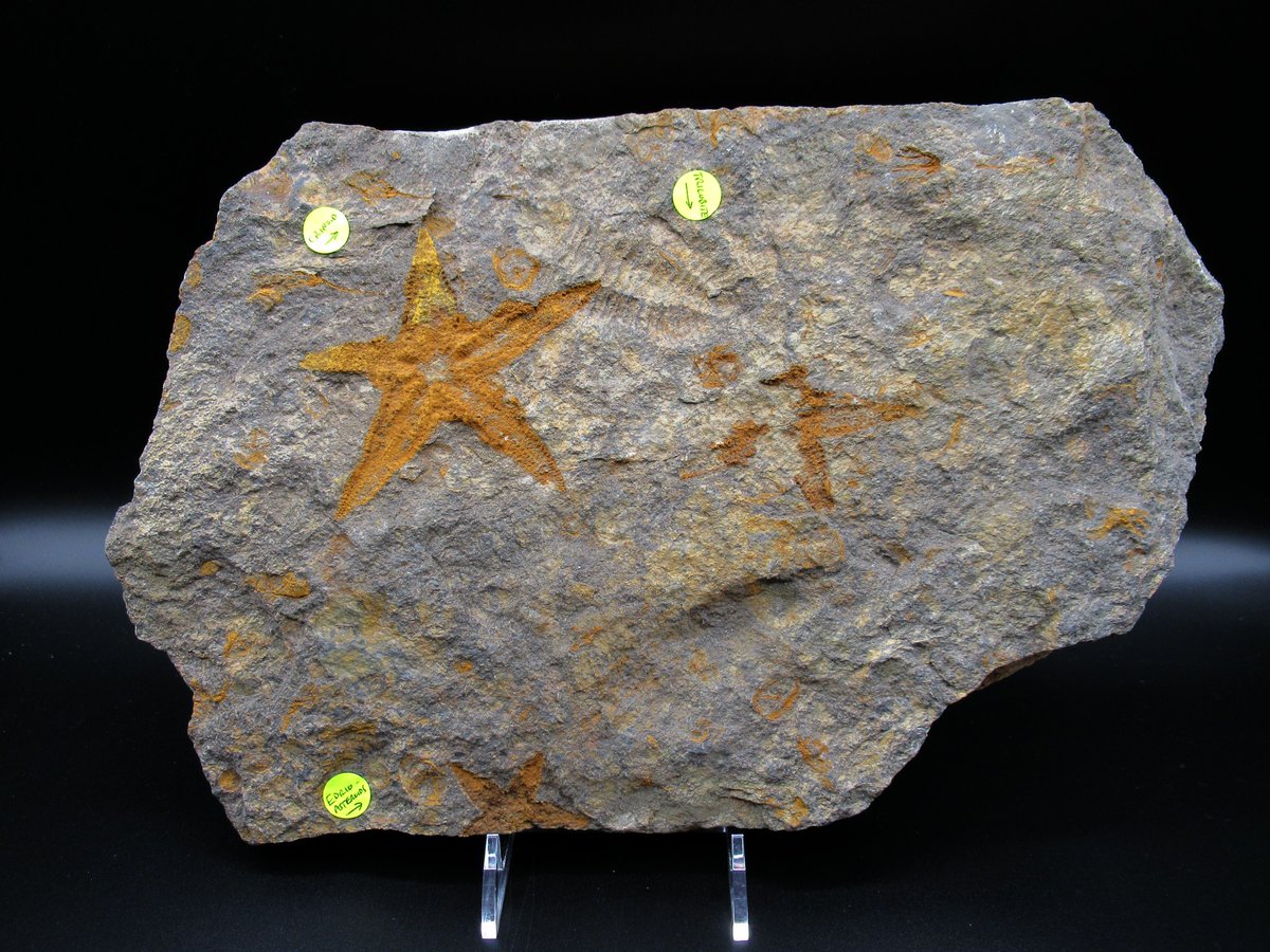 Ordovician Star Power!
Stunning Petraster sp. starfish fossil from the Kataoua Formation, Morocco. Features a 3.82″ starfish on a 12″ plate—plus crinoid, trilobite &amp; more!
➡️ $195 
🔗 prehistoricfossils.com/product/morocc…
#FossilFriday #StarfishFossil #Ordovician #Paleontology #Echinoderm #fy