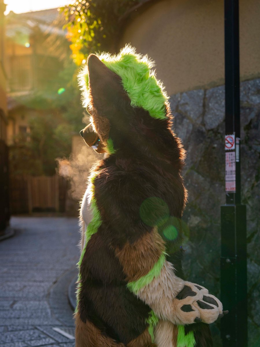 morning walk in kyoto 🌄

🌲<a href="/SequoiaShep/">Sequoia 🌲</a>
🪡 <a href="/kigurumikagetsu/">きぐるみ花月/Kigurumi Kagetsu</a> 

#FursuitEveryday