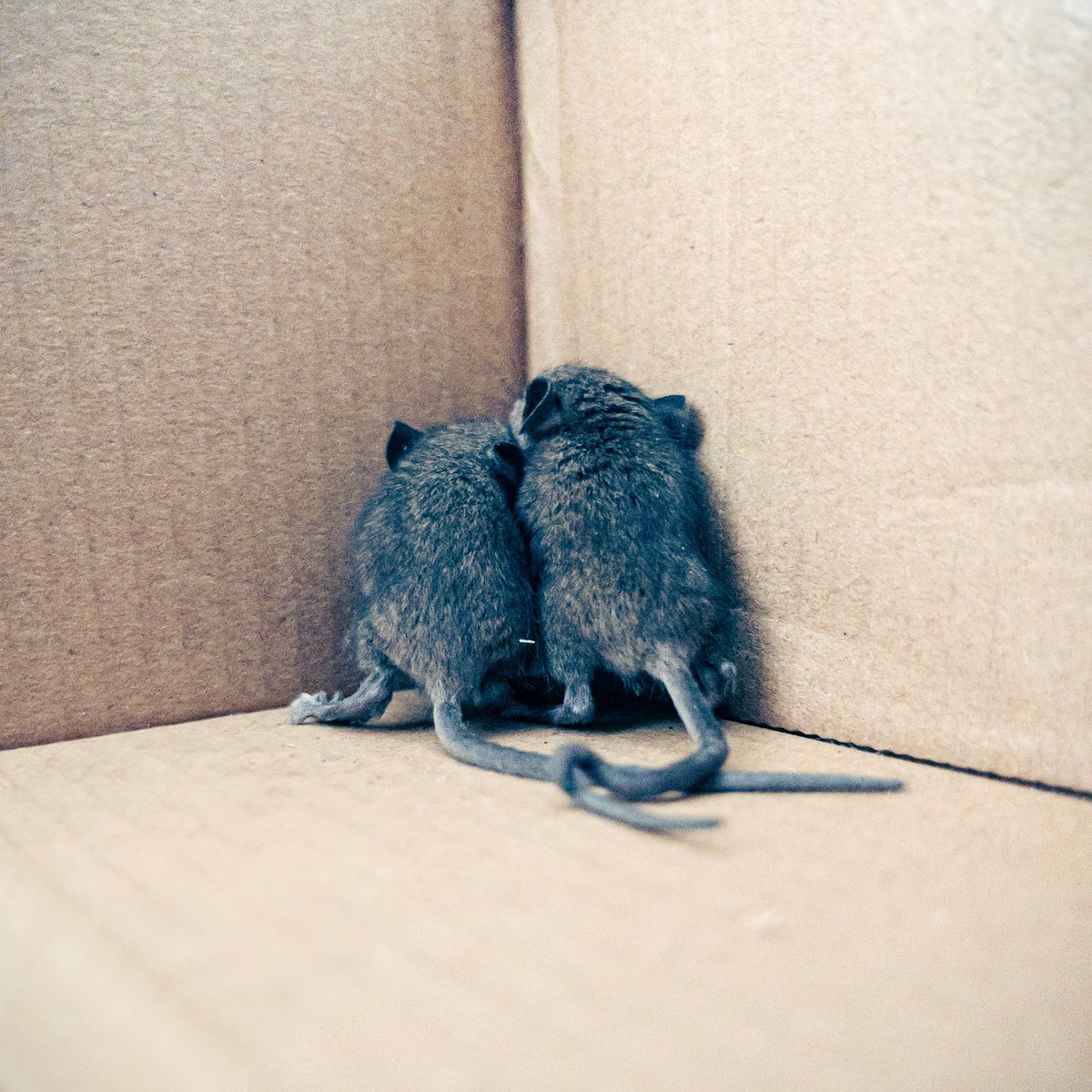 A rarely mentioned perk of living in Berlin