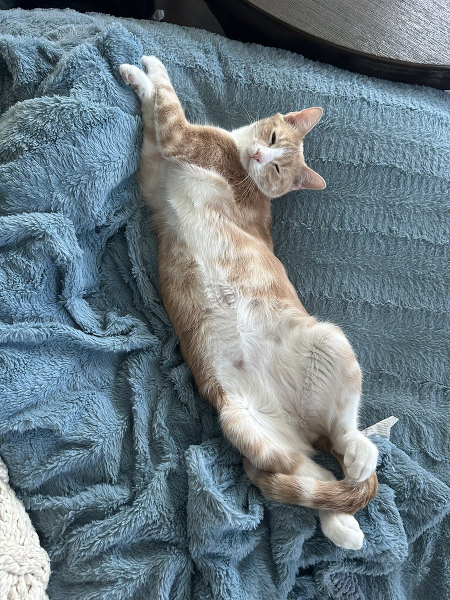 Bailey, you were the greatest cat I could’ve ever asked for. You were my best friend, and I love you so much: I’m gonna miss you, buddy. ❤️