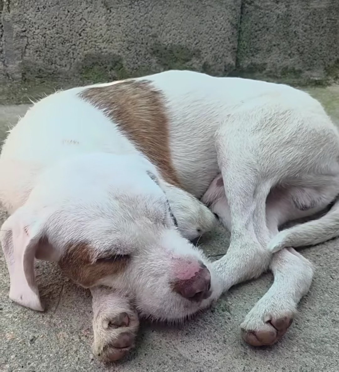 Ledicia (@perropicha) on Twitter photo Urgente!! Ayuda!! COPO SE RINDE
Ni una sola llamada interesándose por él.
Es el caso más urgente que tenemos ahora mismo, necesita salir de la protectora o se morirá de pena.
Es un perro jovencito, cariñoso, bueno y sociable.
Comparte o adópta.
692 87 19 84 <a href="/AloiaProtectora/">Protectora Aloia</a> Urgente!! Ayuda!! COPO SE RINDE
Ni una sola llamada interesándose por él.
Es el caso más urgente que tenemos ahora mismo, necesita salir de la protectora o se morirá de pena.
Es un perro jovencito, cariñoso, bueno y sociable.
Comparte o adópta.
692 87 19 84 <a href="/AloiaProtectora/">Protectora Aloia</a>