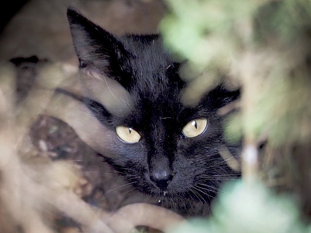 PEKHTography (@pekhtography) on Twitter photo When you realize your kitten is prettier than you'll ever be ๐
๐ฟ #BeautyStandards
#black #cat #kitten #yellow #eyes #adorable #cute #feline #baby #pet #mysterious #beautiful #whiskers #portrait When you realize your kitten is prettier than you'll ever be ๐
๐ฟ #BeautyStandards
#black #cat #kitten #yellow #eyes #adorable #cute #feline #baby #pet #mysterious #beautiful #whiskers #portrait