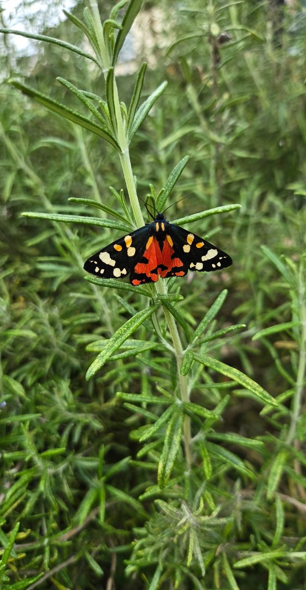 Beautiful #ScarletTigerMoth in my garden today 😍