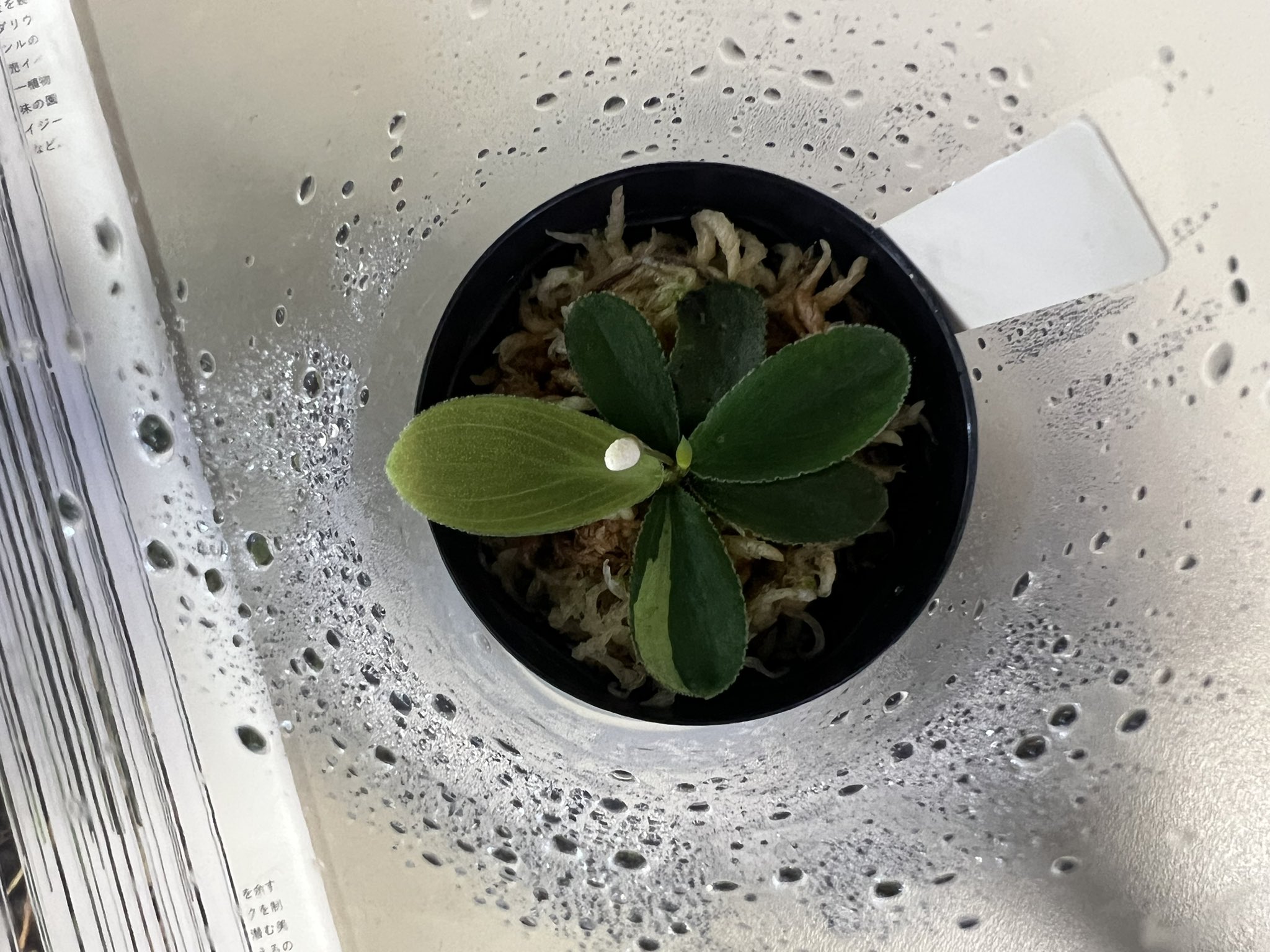 amaoto memo ツチヤマコト MM-0089 Sunglasses – MASAHIROMARUYAMA公式オンラインストア