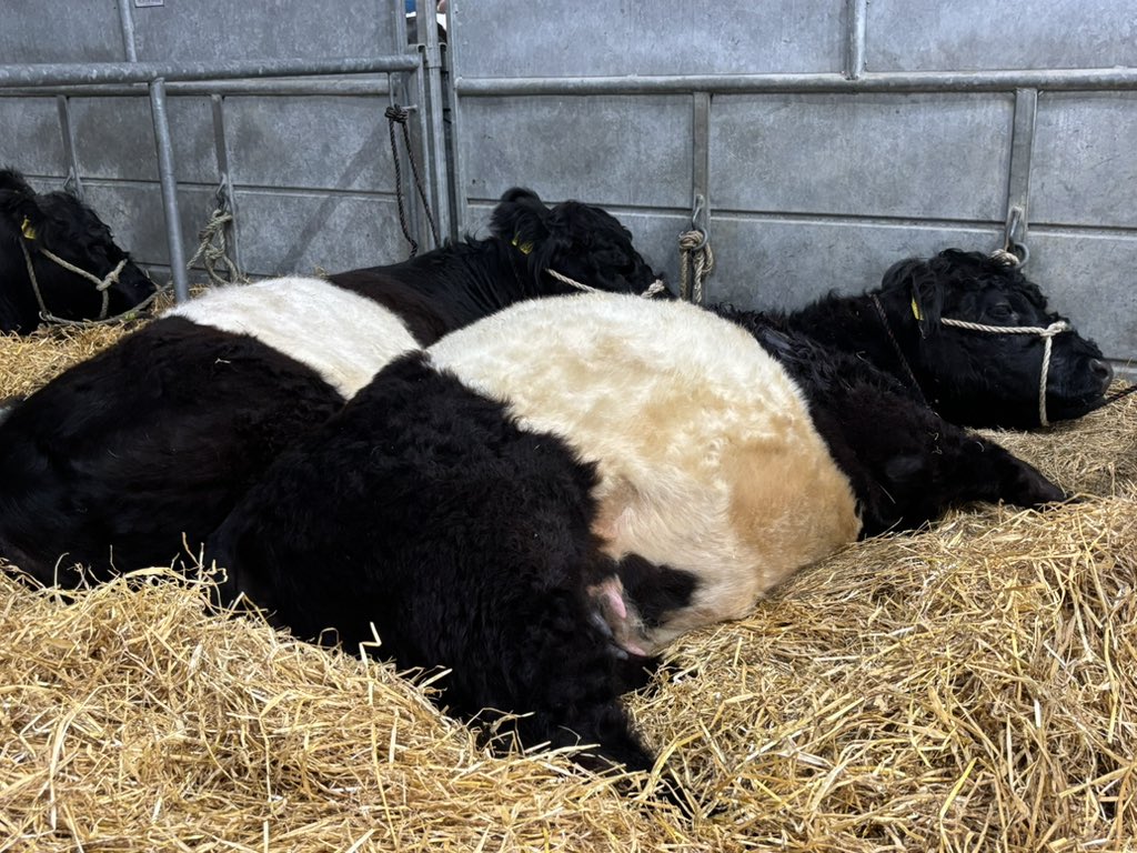 smdavies67's tweet photo. Slightly different for #30DaysWild - Day 21. Have spent the day at the RHS so here’s two livestock breeds that can be good for #biodiversity when they’re used as part of an #extensivegrazing system - blacked nosed Valais and Belted Galloway.
#farming #grasslands https://t.co/XcJvO0OweK