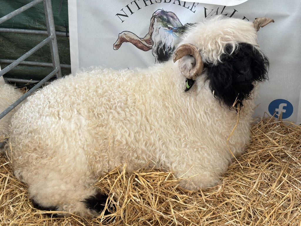 Slightly different for #30DaysWild - Day 21. Have spent the day at the RHS so here’s two livestock breeds that can be good for #biodiversity when they’re used as part of an #extensivegrazing system - blacked nosed Valais and Belted Galloway. 

#farming #grasslands