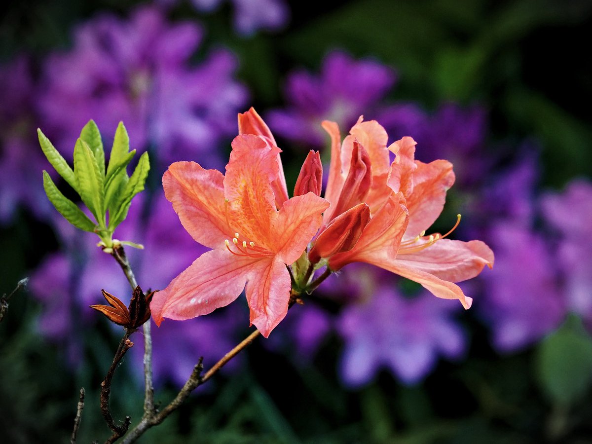 PEKHTography's tweet image. When orange meets purple magic happens 🧡💜 Nature&apos;s color theory masterclass in full display #ColorHarmony
#azalea #orange #pink #purple #flowers #bloom #spring #garden #contrast #nature #beautiful #vibrant