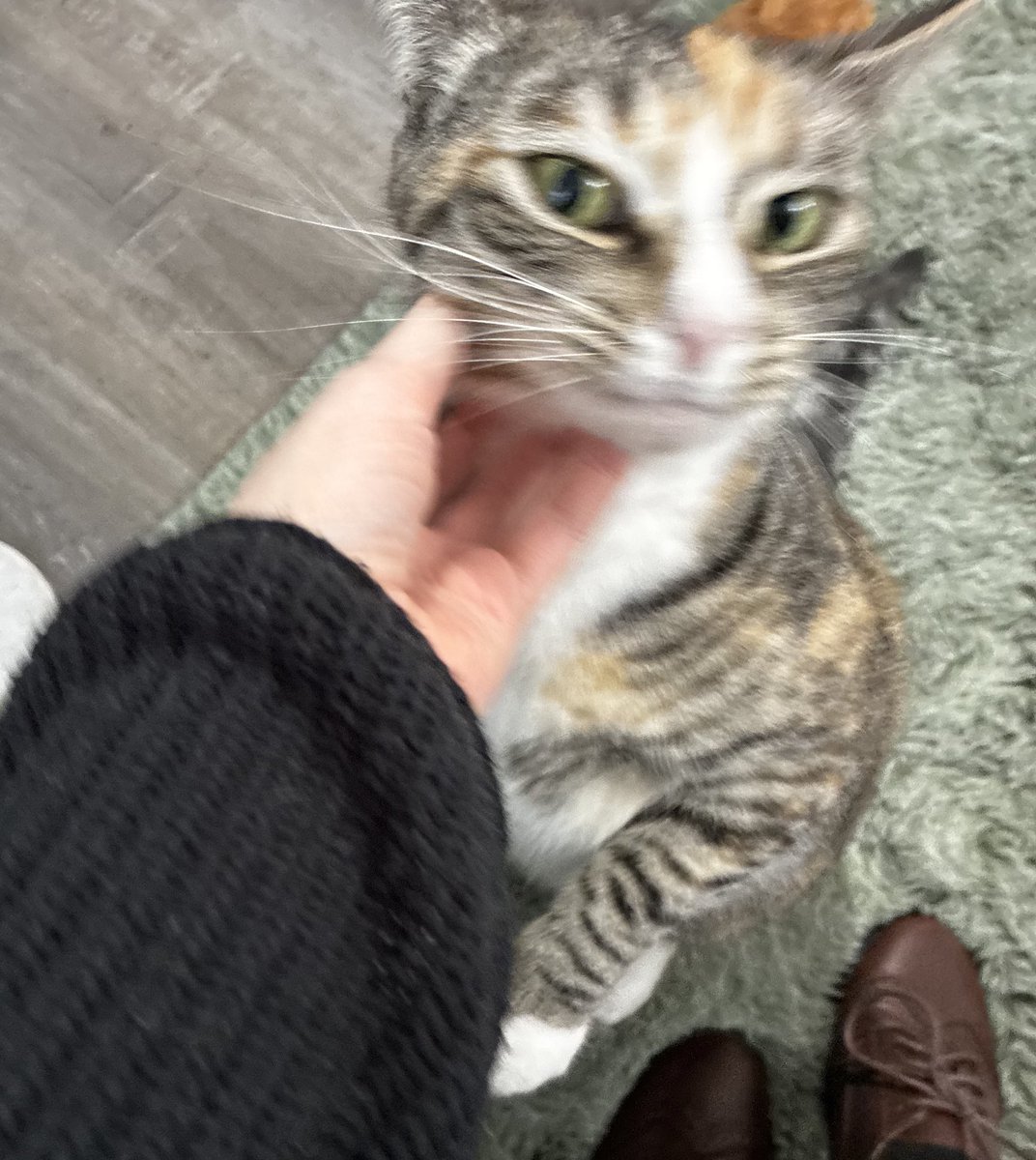 yeaagghhh scritch of. my chin