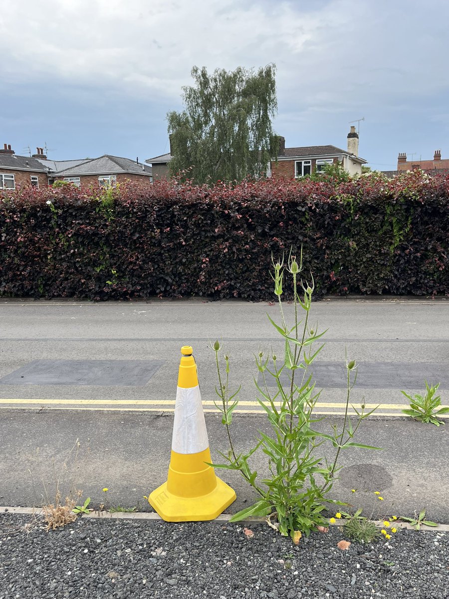 Prof Duncan Westbury (@duncanwestbury) on Twitter photo Back at my old place of work today (<a href="/WorcesterUni/">Worcester University</a>) and my old office is long gone, great to see the teasels I introduced have kept going! #NatureFindsAWay Back at my old place of work today (<a href="/WorcesterUni/">Worcester University</a>) and my old office is long gone, great to see the teasels I introduced have kept going! #NatureFindsAWay