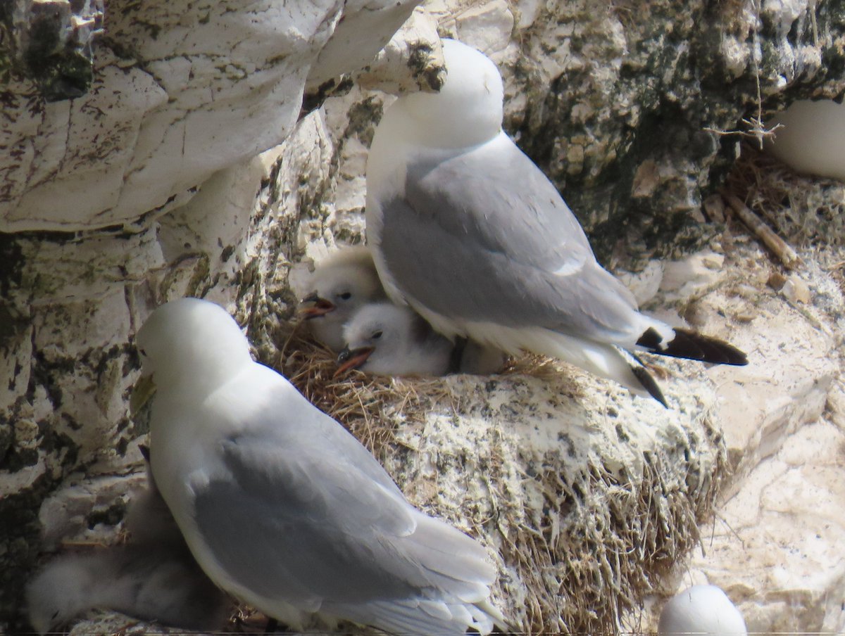 After the Ortolan at Wykeham we headed over Bempton for a couple of hours.
Other than the usual there it was nice to hear a Lesser whitethroat singing from the overflow car park.