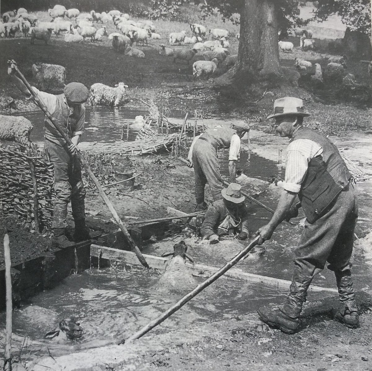 Hampshire Down sheep being washed in the River Kennet before shearing . Near Ramsbury #Wiltshire 1930s #ruralhistory 🏴󠁧󠁢󠁥󠁮󠁧󠁿