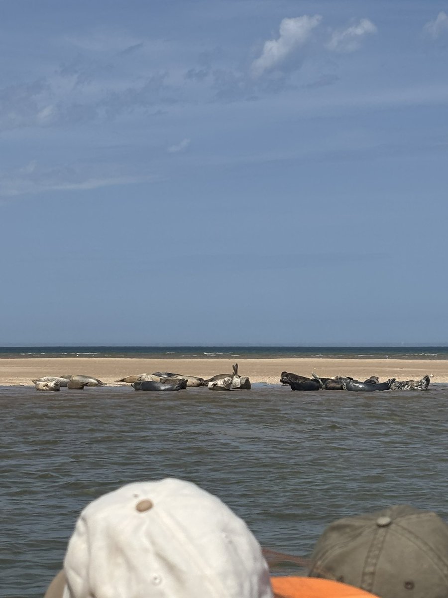 What. A. Day! Maple were incredibly lucky to see seals sunbathing on Blakeney Point as well as in the sea!