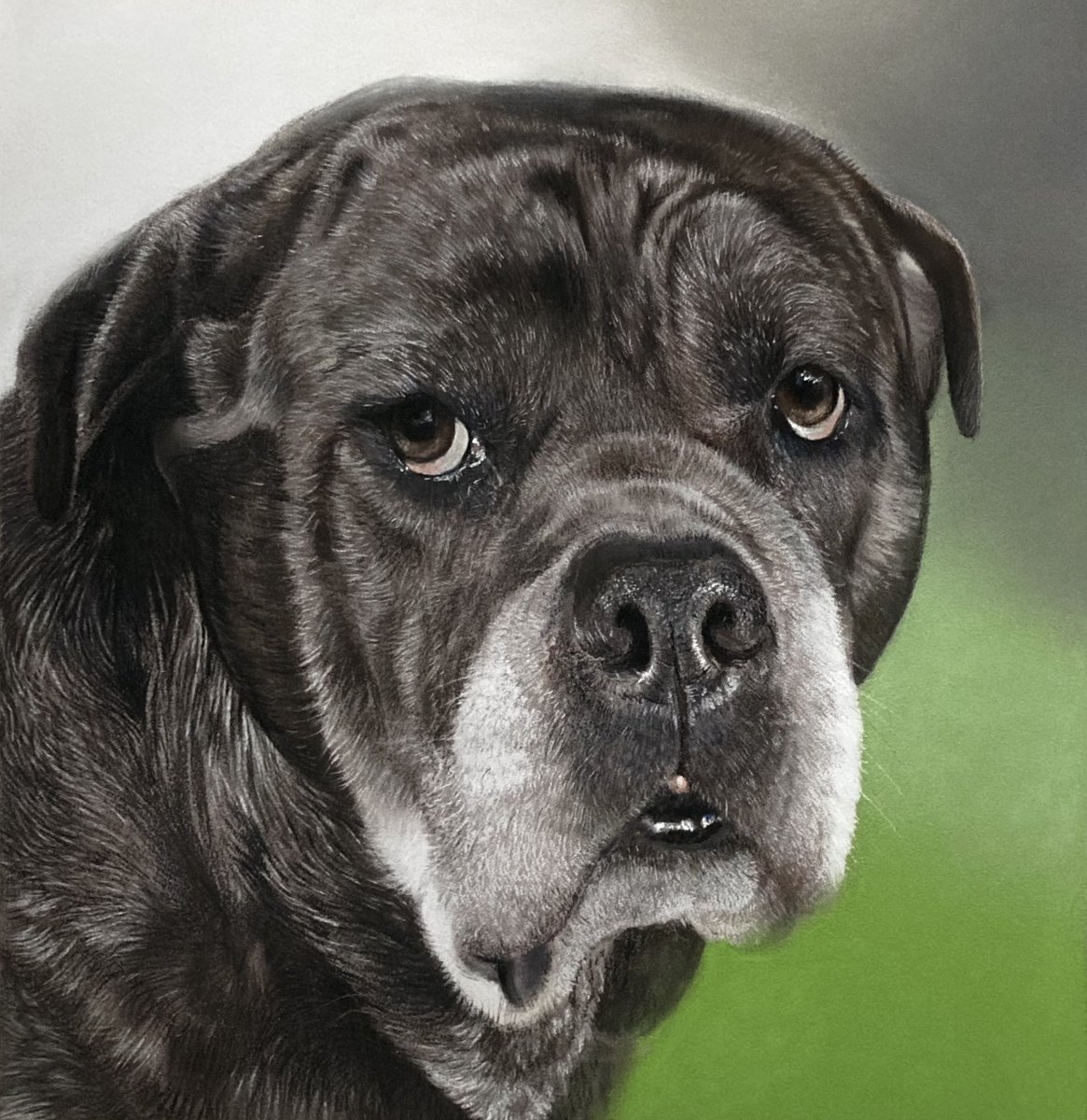 This boy finished unfortunately another memorial piece the lovely "Frank" . A pleasure to draw RIP Frank.
Pastel pencil and soft pastel on pastelmat. #art #drawing #pencils #pastels #dogs #artdrawing #arty #artillustration #petportrait #artistry