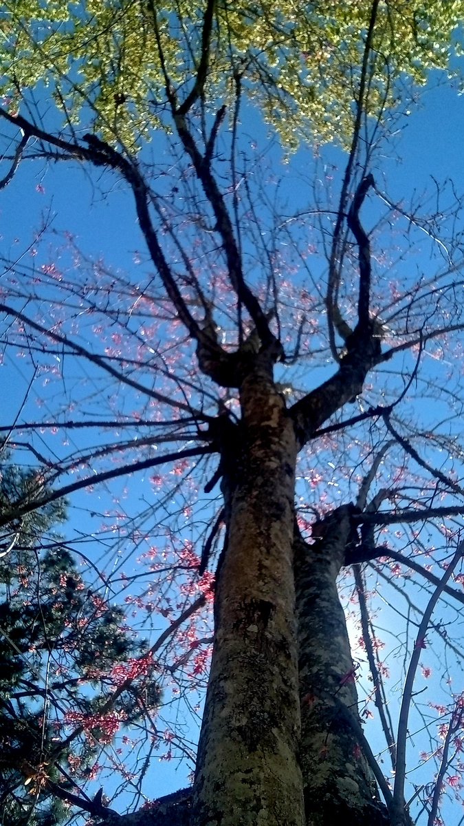 isabel burgos (@isabelzoo) on Twitter photo 