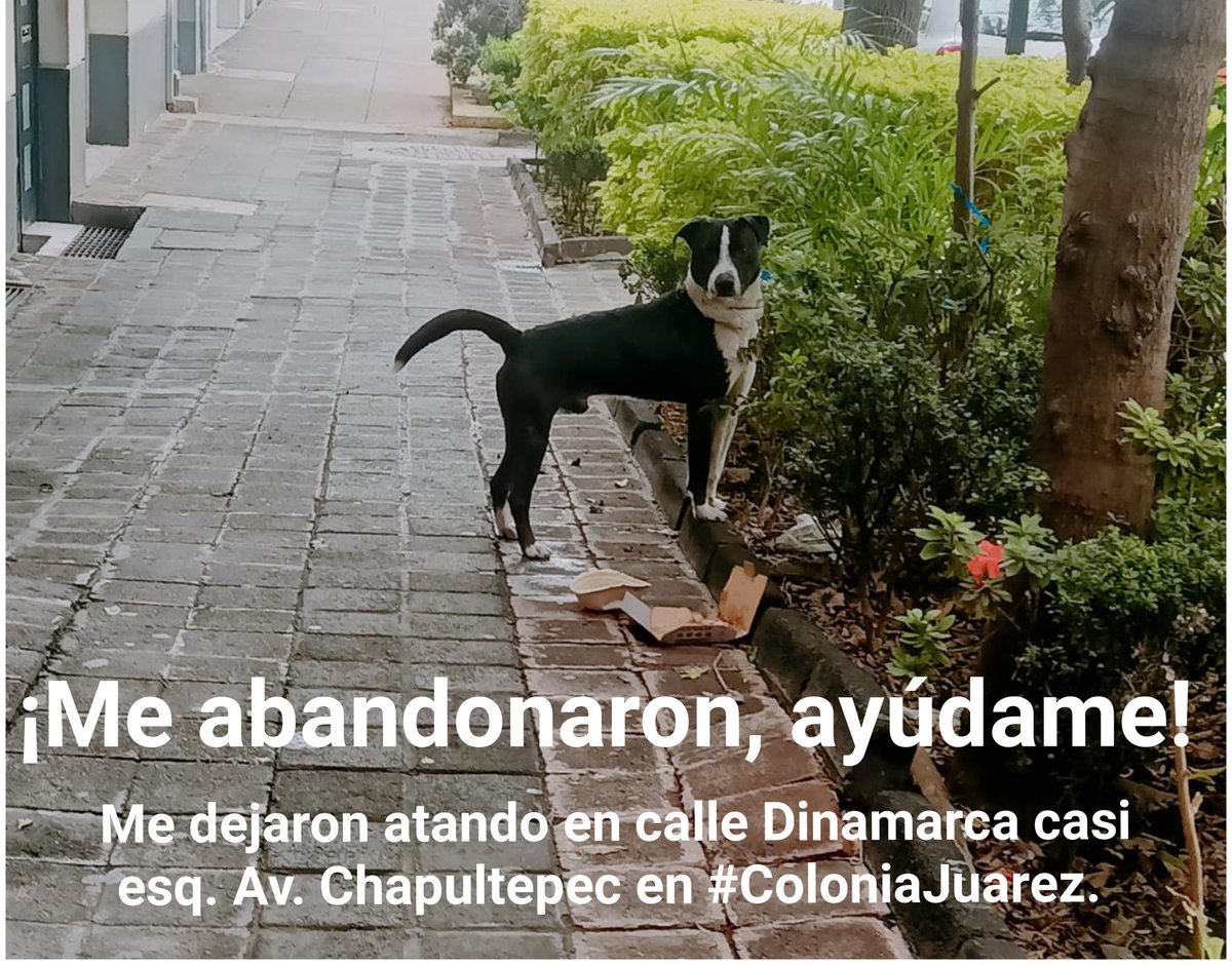 Por favor, ayúdanos compartiendo. Este perrito está atado en calle Dinamarca, necesitamos que alguien lo pueda resguardar. ¿Quién nos apoya? 
<a href="/LetyVarela/">Lety Varela</a> <a href="/monikballe/">Monica</a> <a href="/AnaJVillagran/">Ana J Villagrán</a> <a href="/5antaMerlina/">Santa Merlina ♐️ 🧐</a> <a href="/HELA_MORE/">𝙷𝚎𝚕𝚊 𝙼𝚘𝚛𝚎 🐶</a>