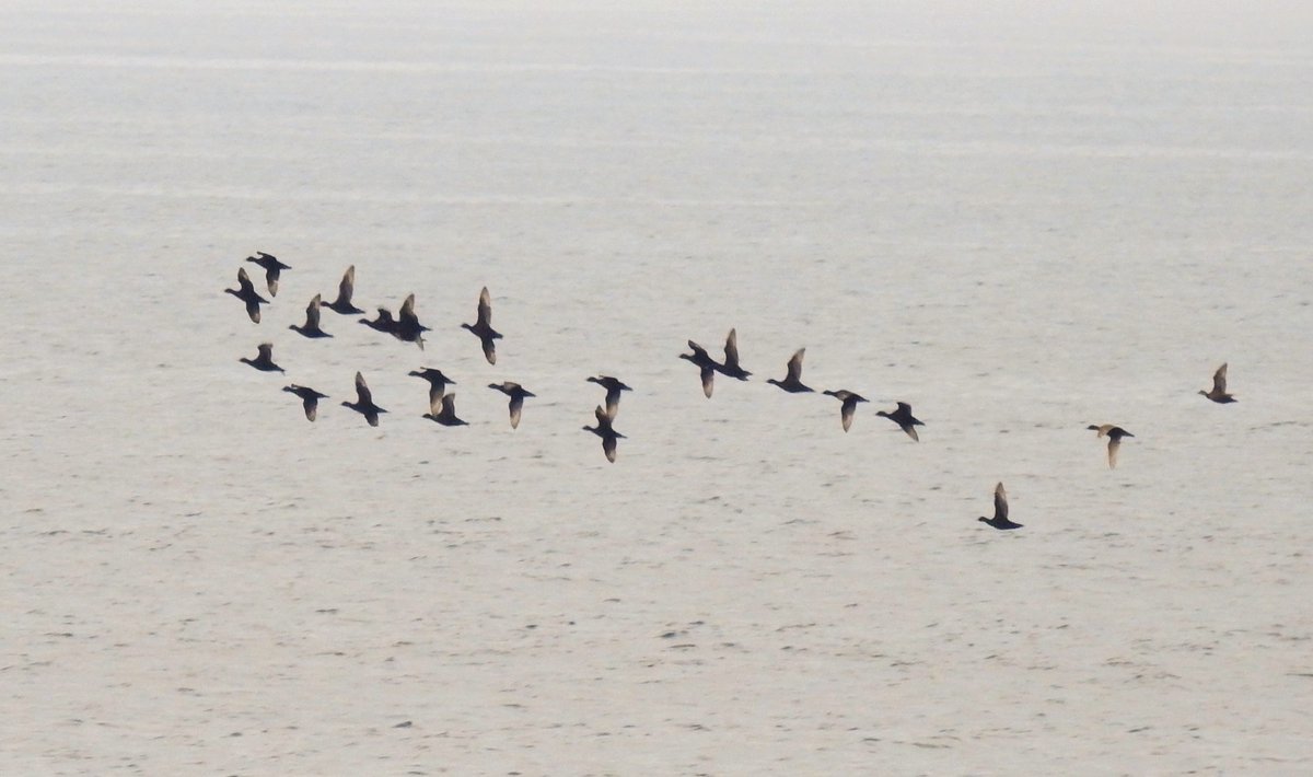 Birding highlights today included this flock of 23 Common Scoters wheeling about over the sea at Cleat before heading SW, one of the biggest flocks I've seen here. Also a Hobby going south over Eoligarry this morning, only the 5th I've seen on Barra.
