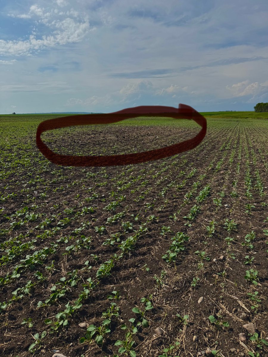 elder_sheila's tweet image. On our farm in southwest Manitoba, ground squirrels  are moving in from adjacent pastures, as far as 100'. They must find canola a tasty salad! Is anyone else finding this an issue? #farming #canola #pests #agronomy #crops