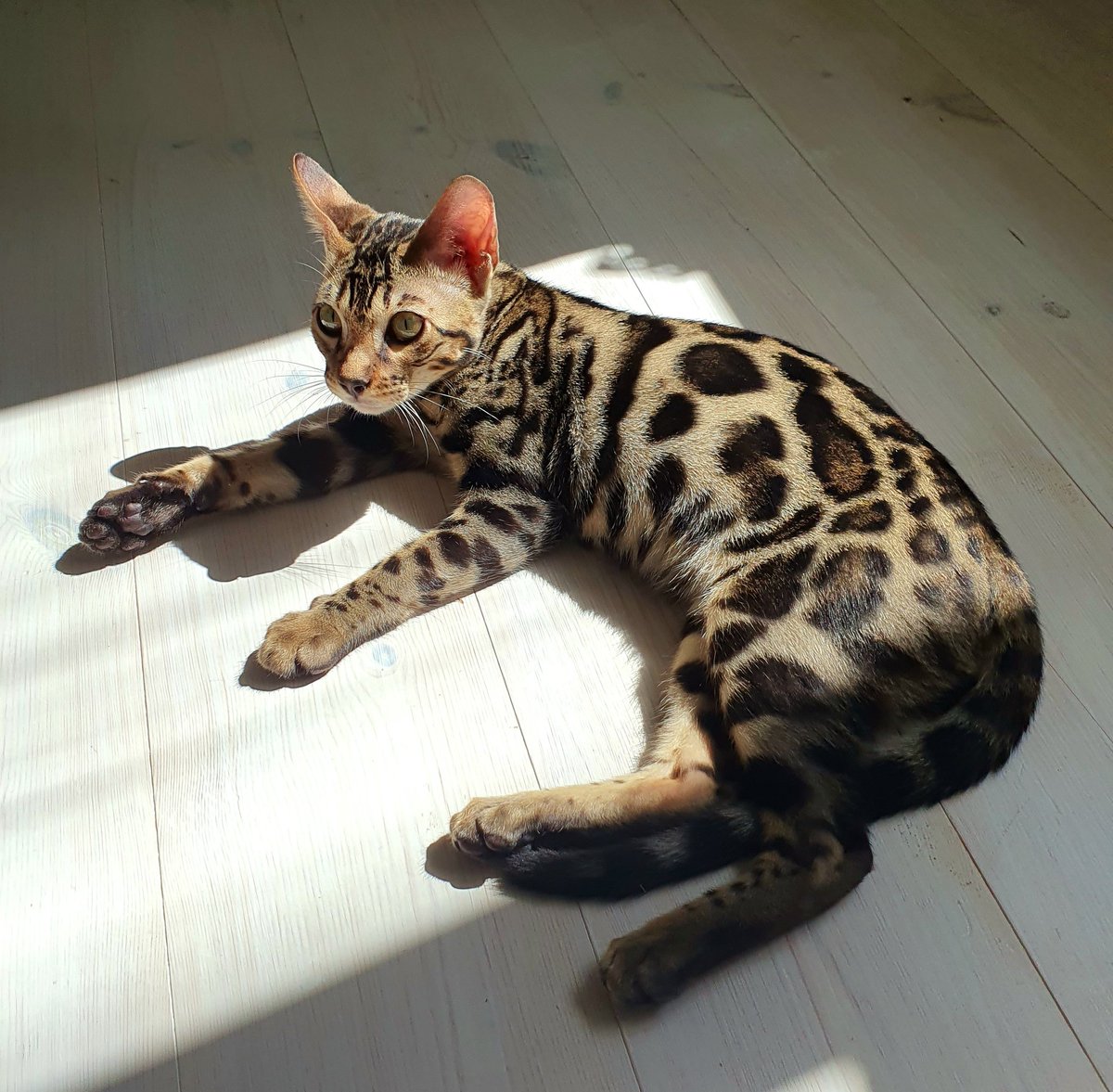 I log all my trades in an excel file with A LOT of parameters to gain insights

So far this year I have made 252 trades and ONE thing is VERY VERY clear

I do best on STORY stocks (that have no fundamentals yet)

Stocks growing EPS or rev. fast do not add much to my bottom line