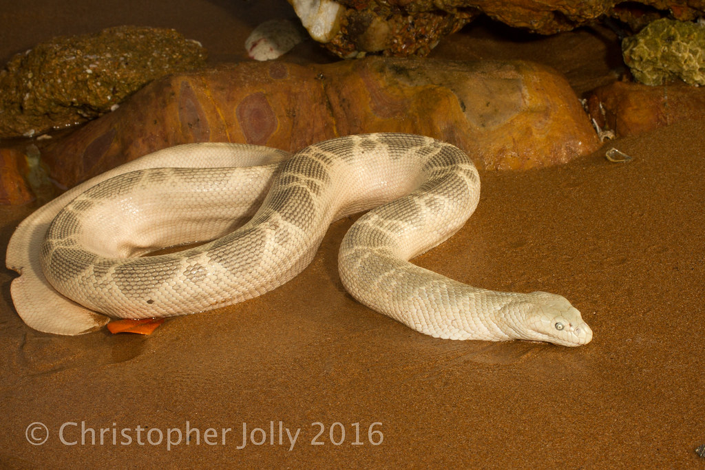 🪝Hidetoshi🦈秀俊🌊 tweet media