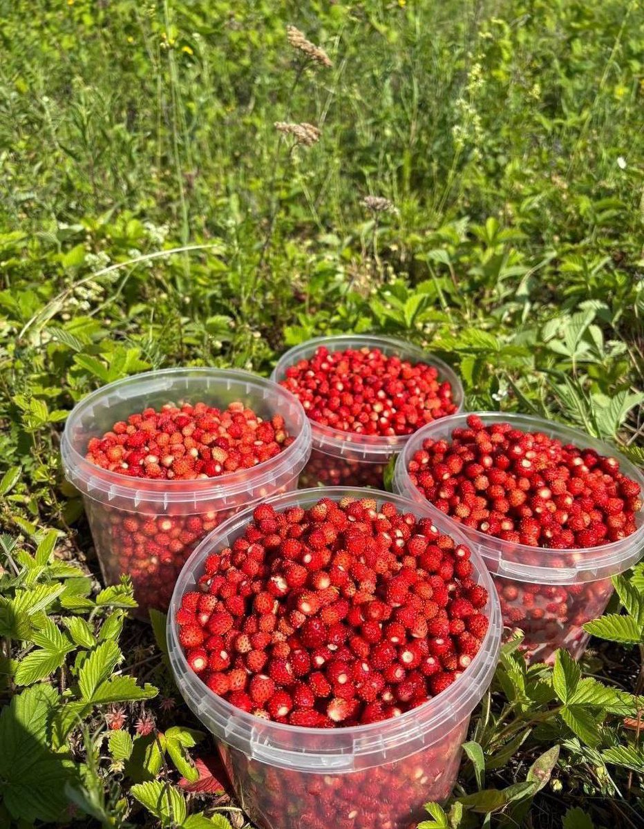 Der Grund, warum ich heute so spät online gekommen bin. Bei uns hat die Erdbeerzeit begonnen.