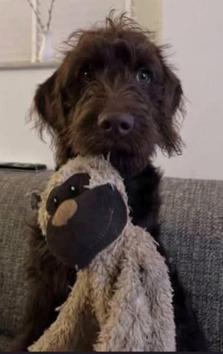 This is Barnie. For nearly six years, he lived behind the bars of a shelter. No one chose him. Too big, too old, too "plain," some said. 
But Barnie never lost hope. And he never let go of his stuffed monkey, his beloved plush toy that had been patched up by volunteers more times