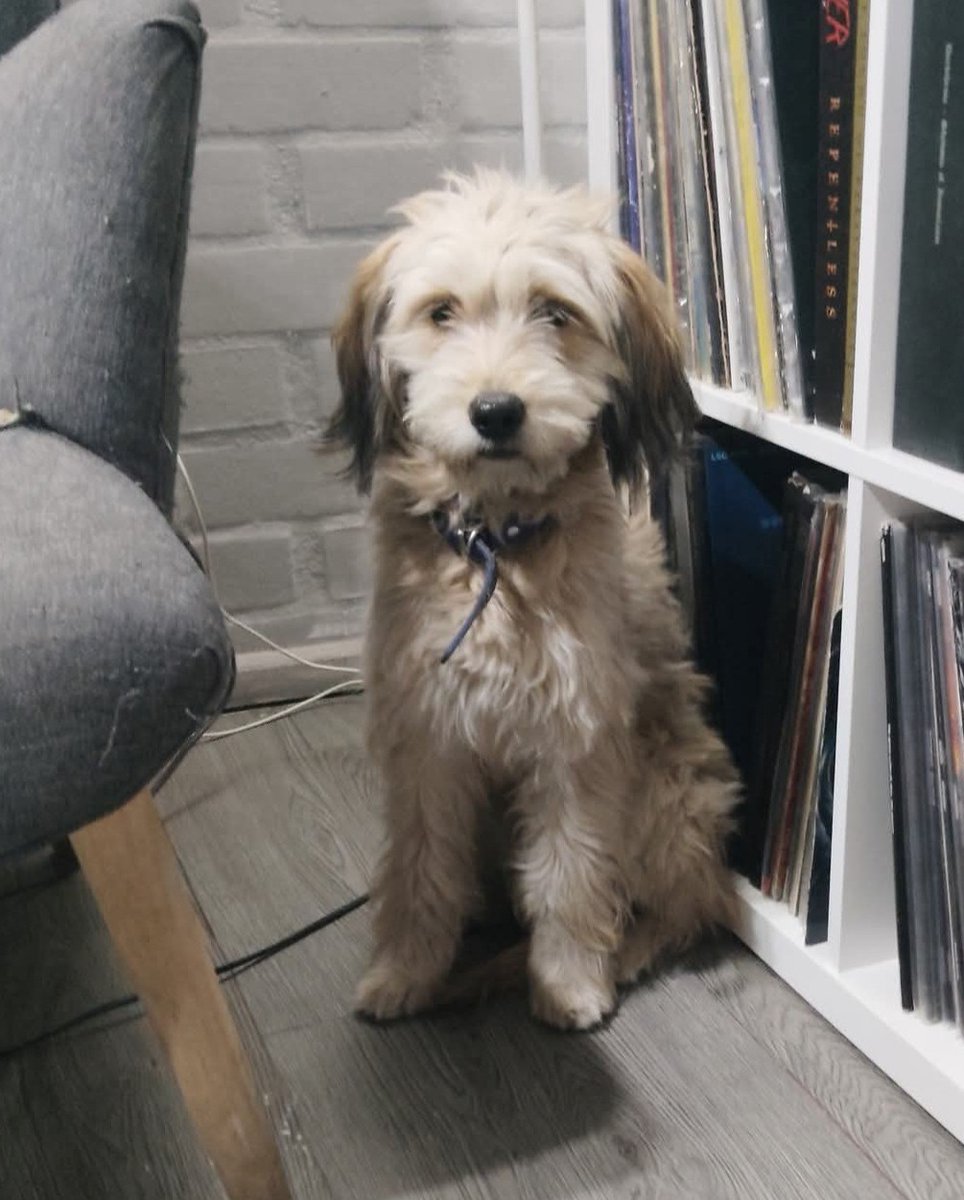 "Me encontré a esta perrita en el Líder de Matucana con Mapocho. Estaba asustada y fue muy esquiva. Tiene un collar azul. La traje a mi casa con la esperanza de encontrar a su familia. Se nota que es de casa y se perdió. Si la reconoces, llámame al 948708290." Favor RT!
#Santiago
