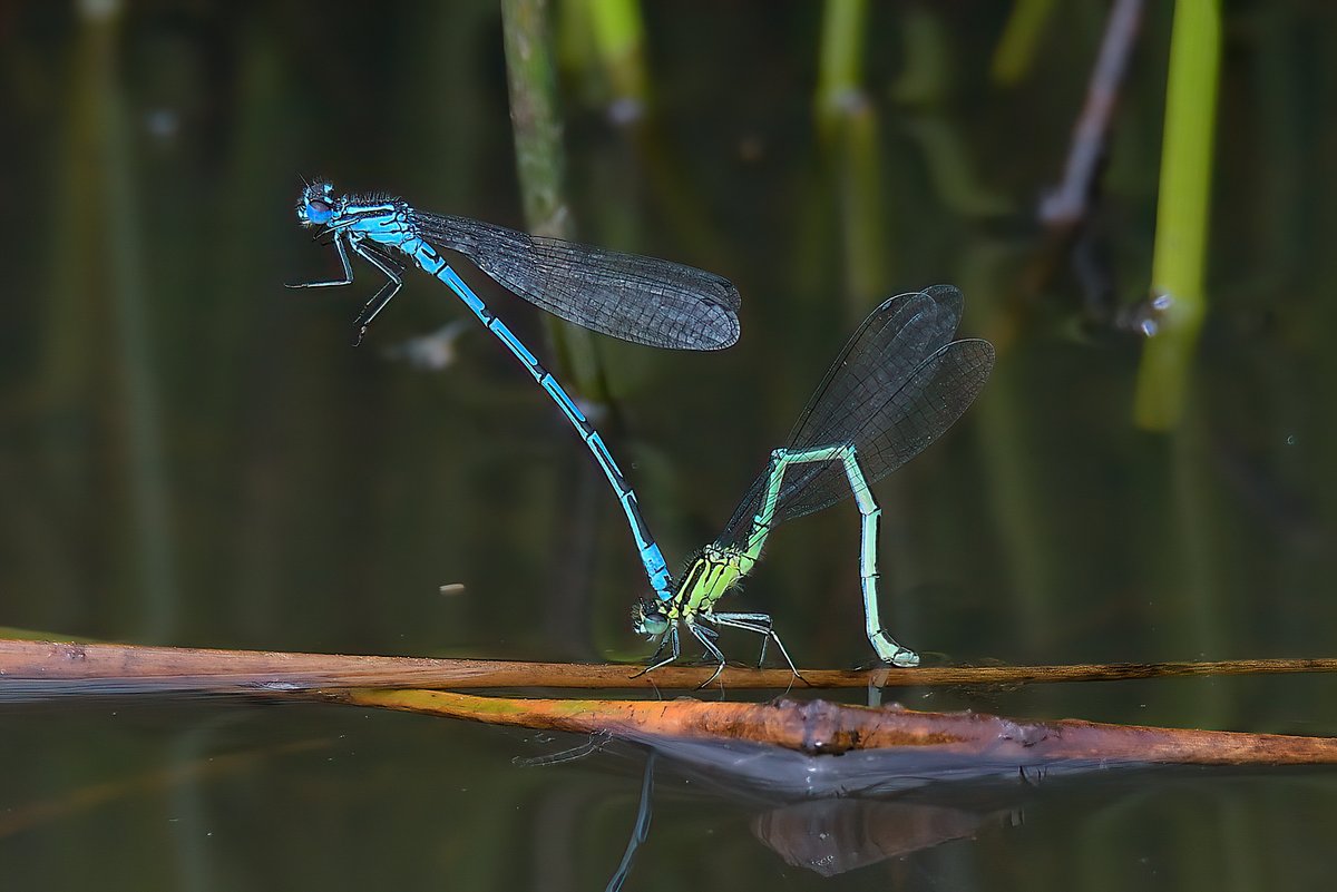 Dennis Morrison (@denmor77) on Twitter photo Red-veined Darter, Black-tailed Skimmer, Banded Demoiselle and Azure Damsels from a morning in the Borders <a href="/ScotlandBds/">BDS Scotland</a> Red-veined Darter, Black-tailed Skimmer, Banded Demoiselle and Azure Damsels from a morning in the Borders <a href="/ScotlandBds/">BDS Scotland</a>
