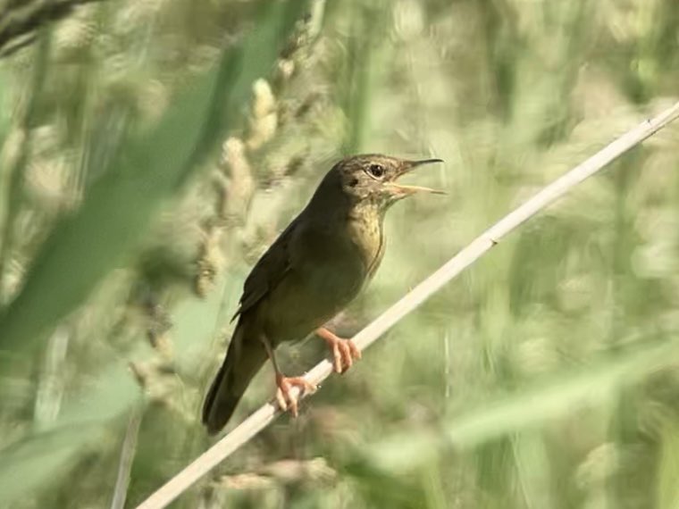 DavidWalsh22's tweet image. A day at @RSPBLakenheath guiding for @naturetrektours was varied, productive and enjoyable. We had ace views of Grasshopper Warbler, Kingfisher, Crane, Hobby etc, saw 13 sp dragonfly inc Scarce Chaser & Variable Damselfly + several Small Tortoiseshells which seem scarce elsewhere
