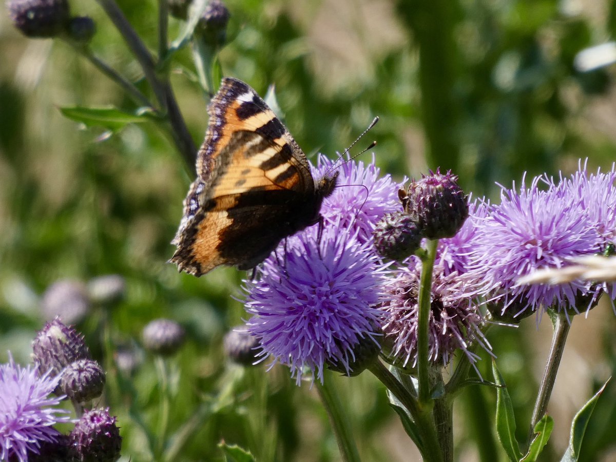 DavidWalsh22's tweet image. A day at @RSPBLakenheath guiding for @naturetrektours was varied, productive and enjoyable. We had ace views of Grasshopper Warbler, Kingfisher, Crane, Hobby etc, saw 13 sp dragonfly inc Scarce Chaser & Variable Damselfly + several Small Tortoiseshells which seem scarce elsewhere