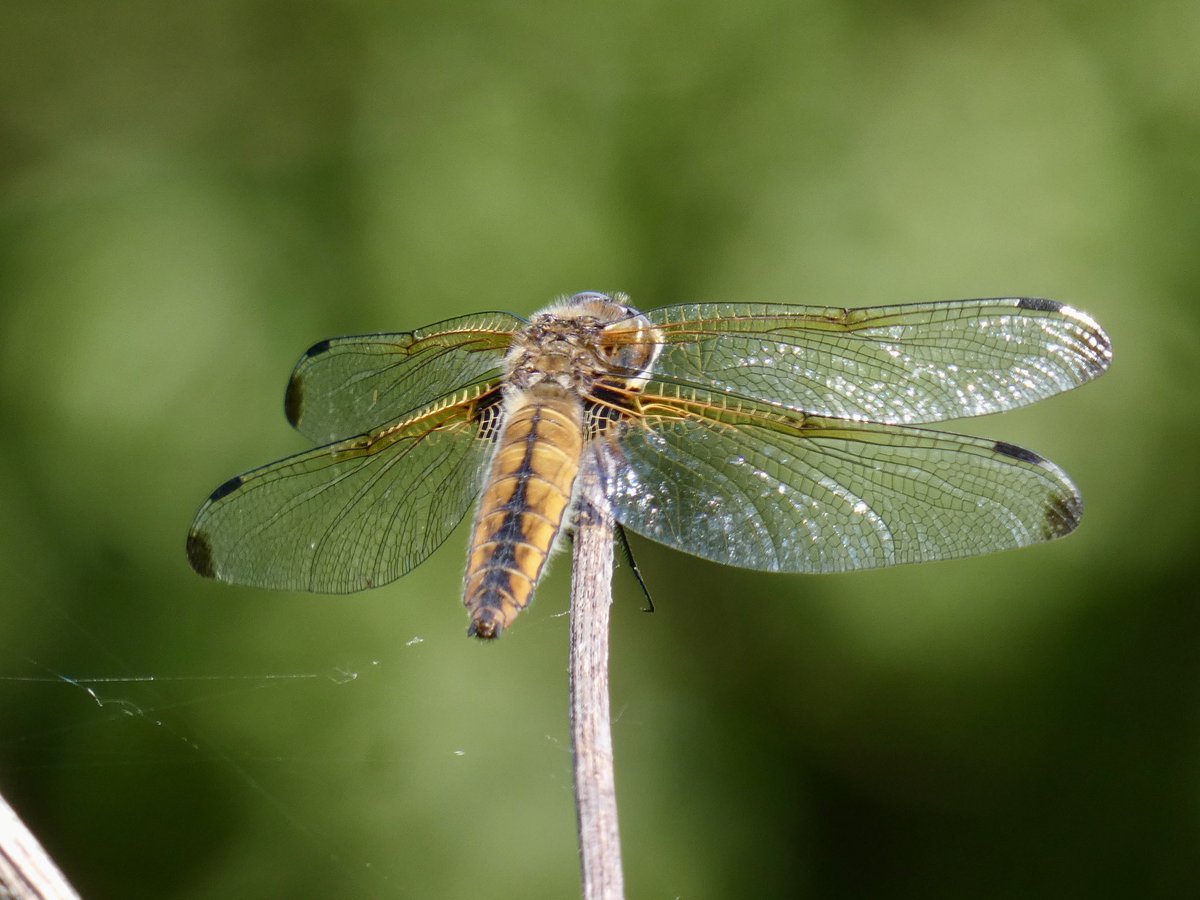 DavidWalsh22's tweet image. A day at @RSPBLakenheath guiding for @naturetrektours was varied, productive and enjoyable. We had ace views of Grasshopper Warbler, Kingfisher, Crane, Hobby etc, saw 13 sp dragonfly inc Scarce Chaser & Variable Damselfly + several Small Tortoiseshells which seem scarce elsewhere