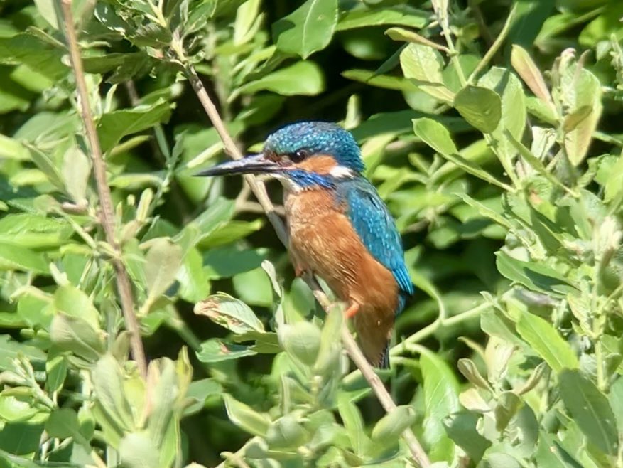 DavidWalsh22's tweet image. A day at @RSPBLakenheath guiding for @naturetrektours was varied, productive and enjoyable. We had ace views of Grasshopper Warbler, Kingfisher, Crane, Hobby etc, saw 13 sp dragonfly inc Scarce Chaser & Variable Damselfly + several Small Tortoiseshells which seem scarce elsewhere