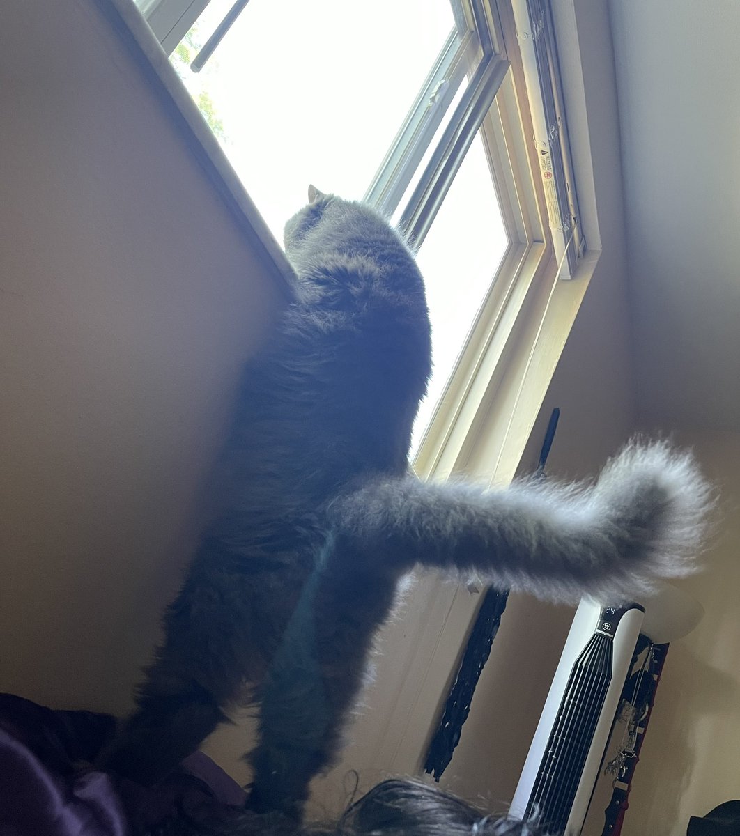 pepper 🌶️ & lugosi 🧛🏻‍♂️ tweet media