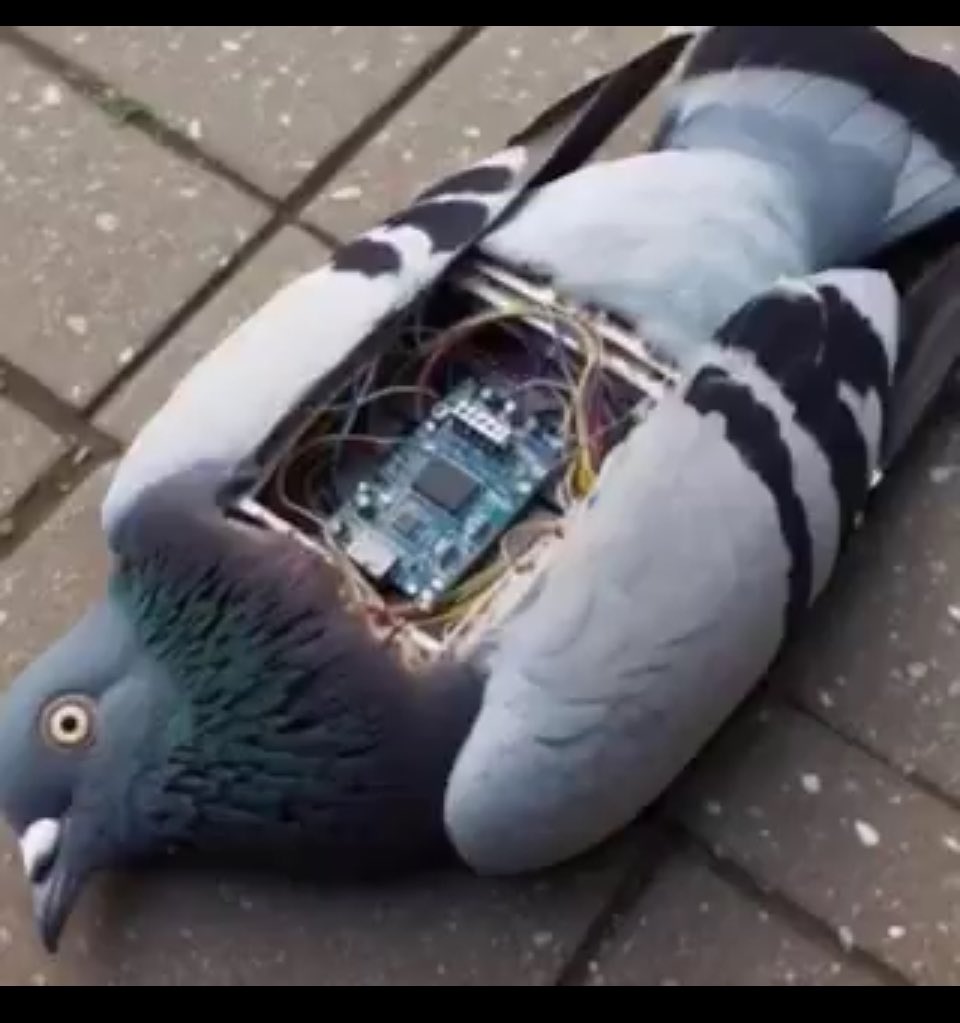 Это вам не биокомары. Это бомба голубь . Летающий робот был подавлен комплексом РЭБ на территории резиденции путина, прямо на пороге. Внутри робота сапёры ФСО обнаружили осколочно-фугасный заряд. В бункере началась паника. 😎