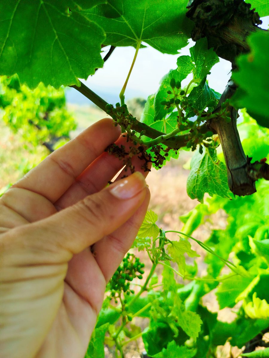 🌱 Tarımın yaramaz çocuğu: #Pestisitler!
Açlıkla mücadele ederken verimi artırmak için kullandığımız kimyasallar, toprak, su ve insan sağlığını tehdit ediyor. 🌍💔
Sizce #SürdürülebilirTarım nasıl mümkün olabilir?
🐝🍏 #GıdaGüvenliği #Doğa
enphaber.net/yazarlar/niluf…
<a href="/nilferfaydemir/">Nilüfer Fatma Aydemir</a>