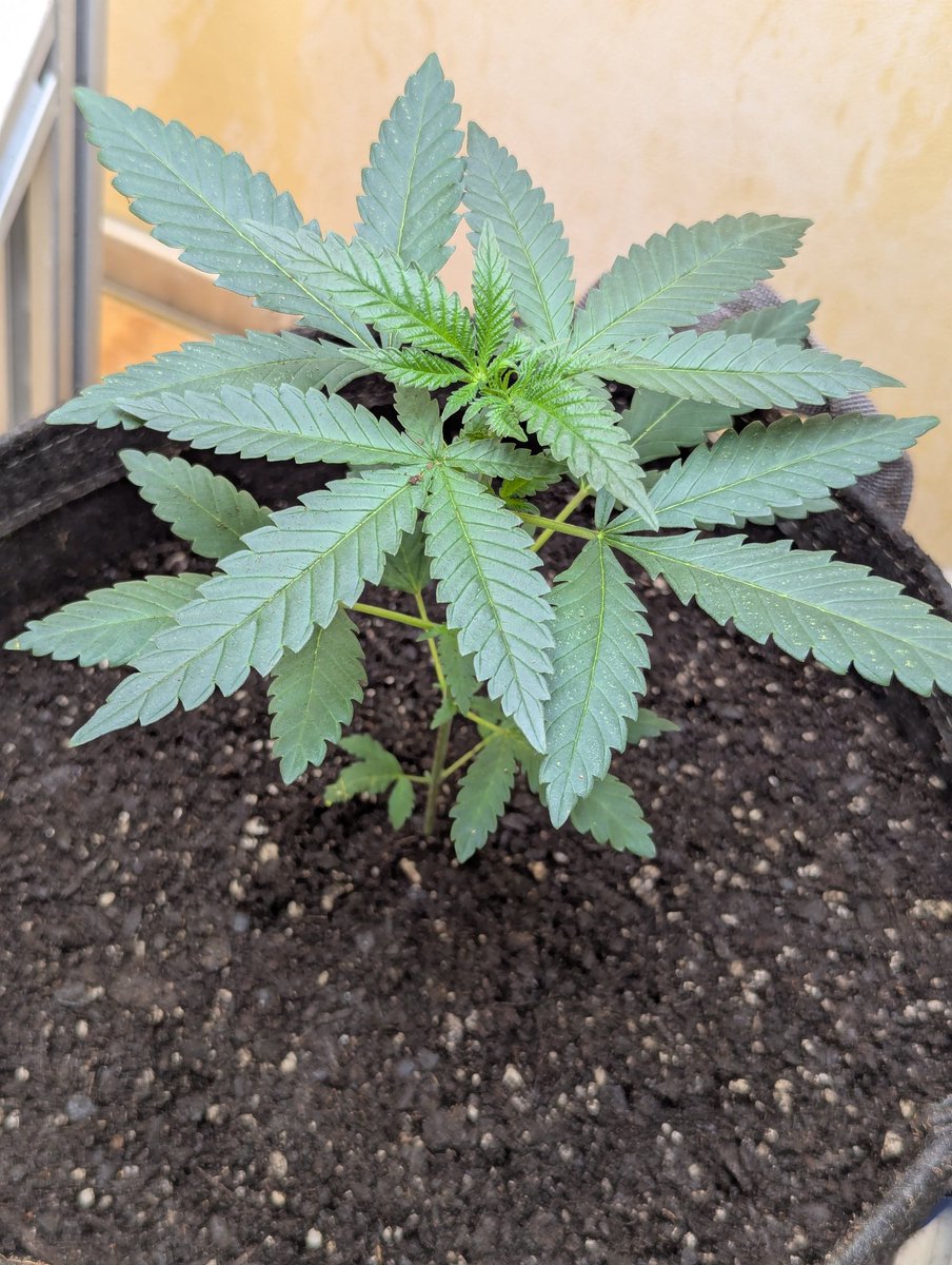 Decided to up-pot this white widow . . . .