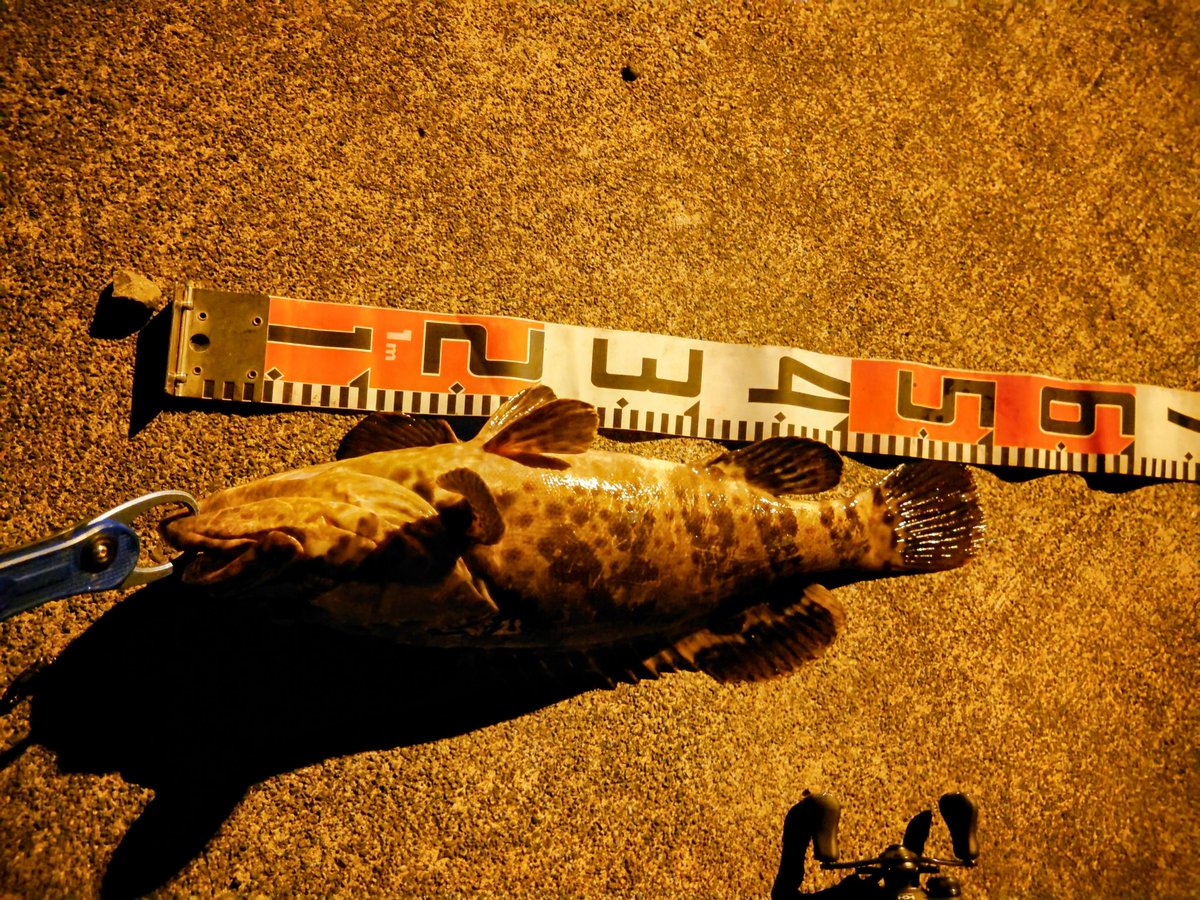 釣りが好きです。 磯フカセ釣りでクロ苦戦 急遽カサゴにヒラスズキ釣りへ【長崎・上五島