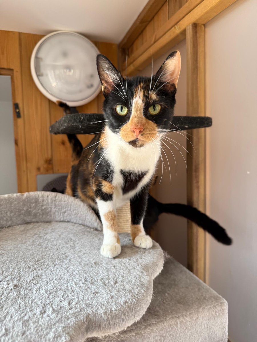 Maxie is a beautiful 2-year-old girl with a big personality and an even bigger love for adventure! She’s full of energy and curiosity, always eager to explore her surroundings 😻

More and enquire: cats.org.uk/cherwell#adopt…

#AdoptDontShop #CatsOfX #CatsOfTwitter