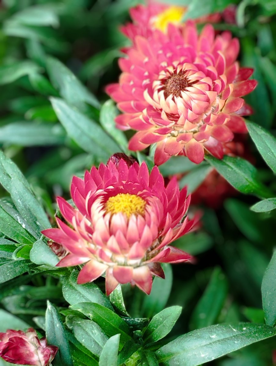 Xyzcjv4yayZtdJt's tweet image. おはようございます⏰☀️𓈒𓂂𓏸
ガソリン税廃止になると、いいね
国民が困ってます。誰がみても
わかる事…決断と行動が欠けている💦そんな政党は、いらんꉂ🤣𐤔
活動費も、無くせば良い
🌸素敵な日曜日をすごしてね🌸