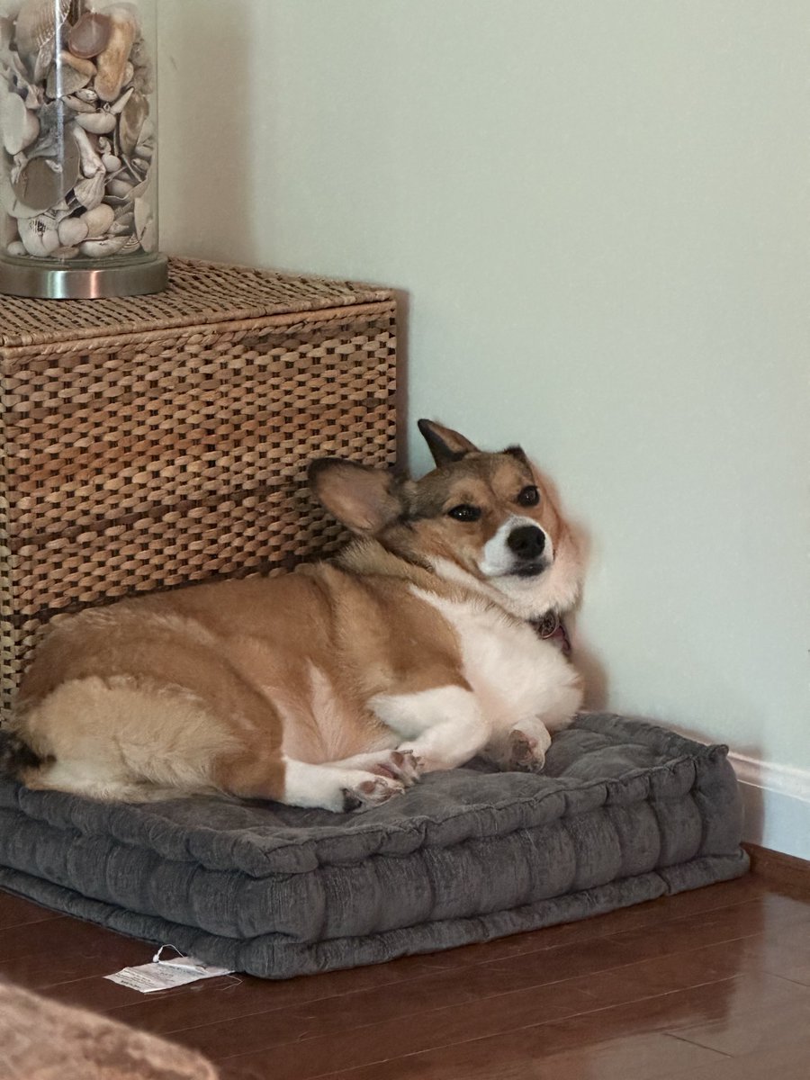 My afternoon nap is calling me. #CorgiCrew