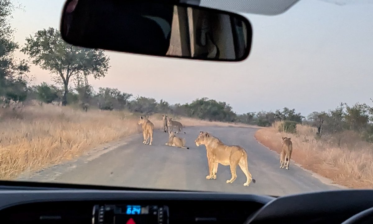 TBH, it is so much less stressful seeing lions from a vehicle rather than on foot deep in the bush...trying to take a soil core.