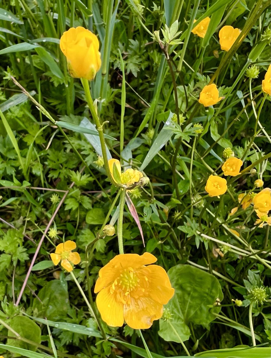 Niityllä #kesä 🇫🇮🌱