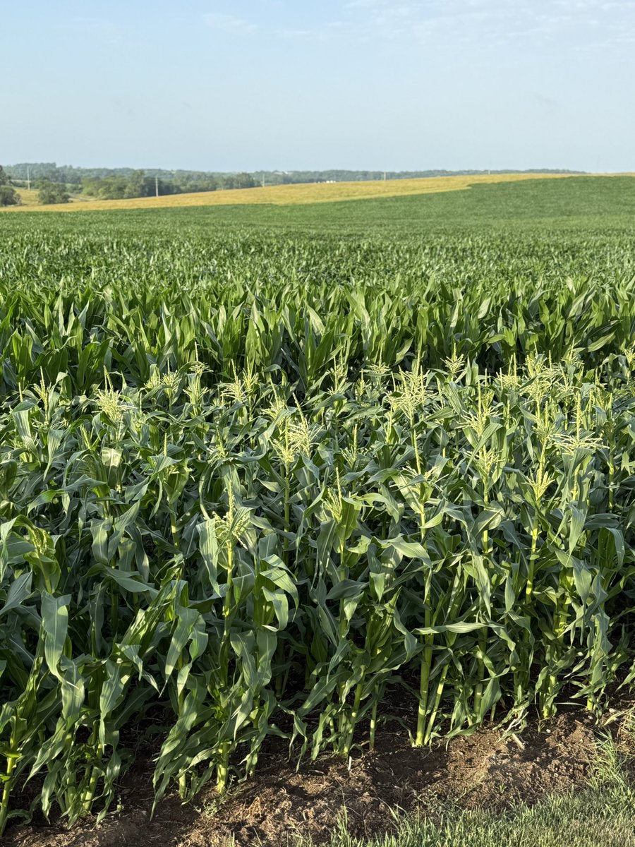 1st tassels I’ve seen in Iowa!   #iowasweetcorn