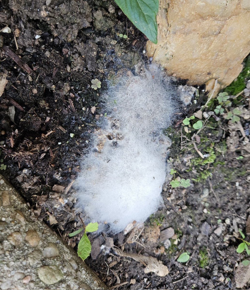 #FungiFriday #mycelium #Rhizopus