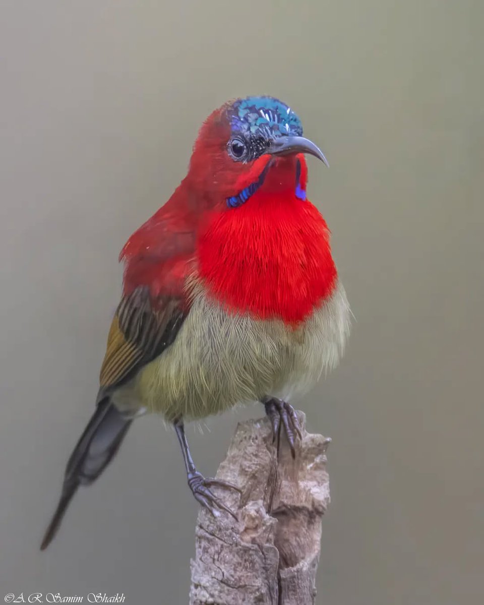 Just another day being fabulous ♥️♥️

Crimson Sunbird

📷 Instagram/ samim_wildlife ©️

#photographer 
#SaturdayVibes 
#HappyWeekend 
#birdphotography
