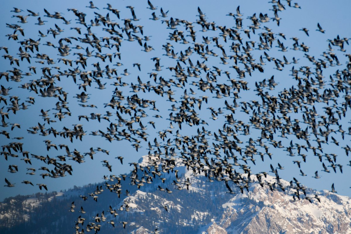 Aspen goes birding⛸️ tweet media