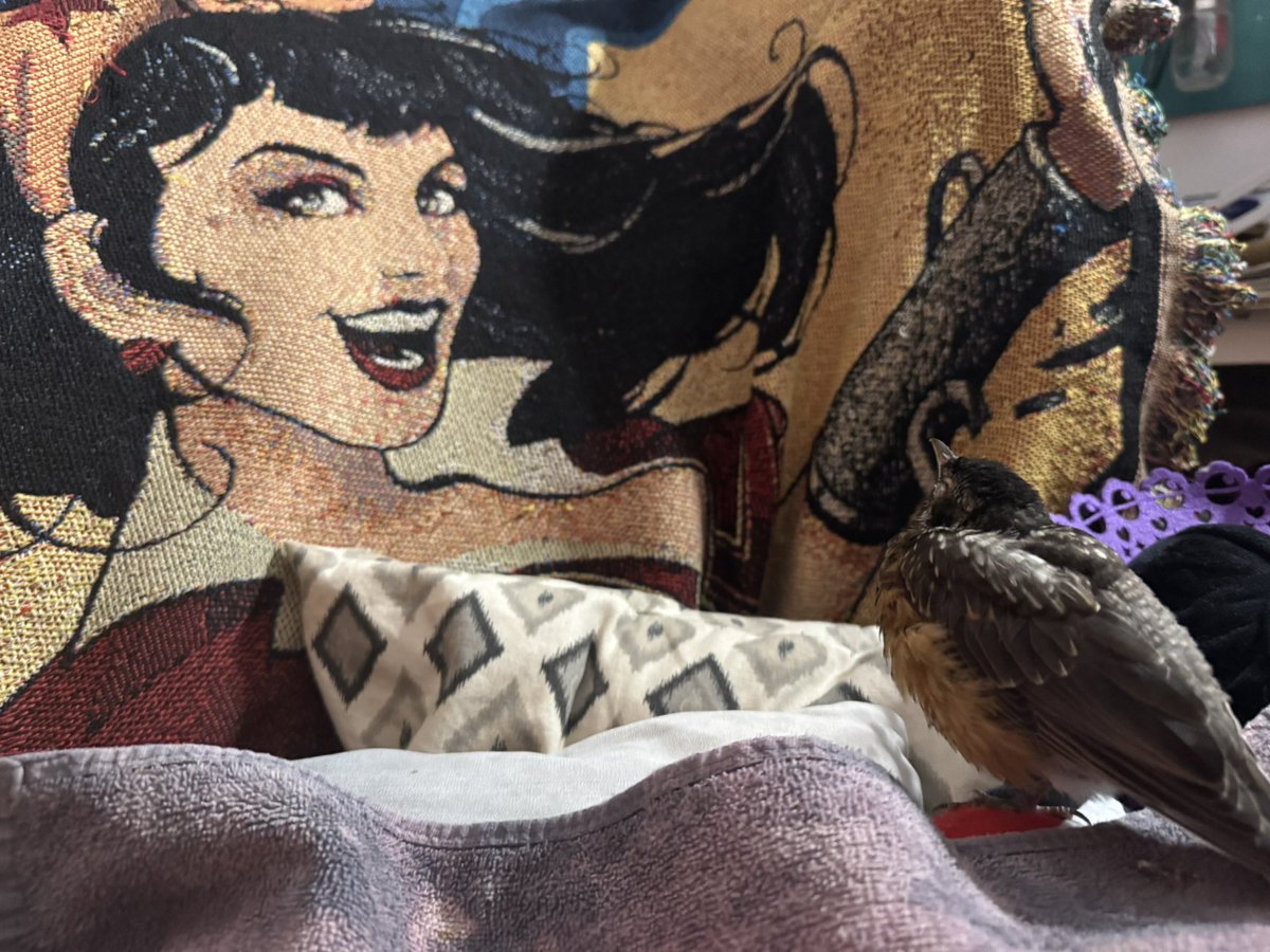 In this house, we love #WonderWoman. And that includes Ollie the Robin. <a href="/RealLyndaCarter/">Lynda Carter</a>