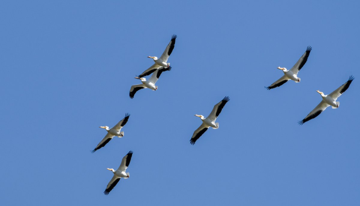 Aspen goes birding⛸️ tweet media