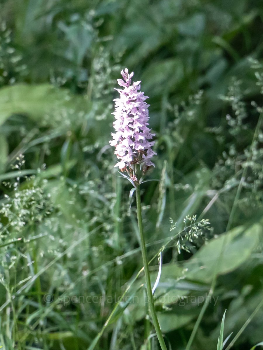 Common spotted orchid